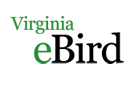 VA eBird